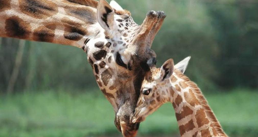 Las jirafas: nueva especie en peligro de extinción
