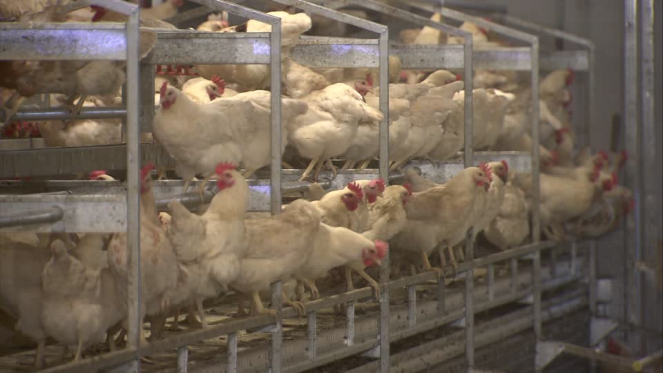 Sacrifican 69 mil pollos en Japón a causa de gripe aviar