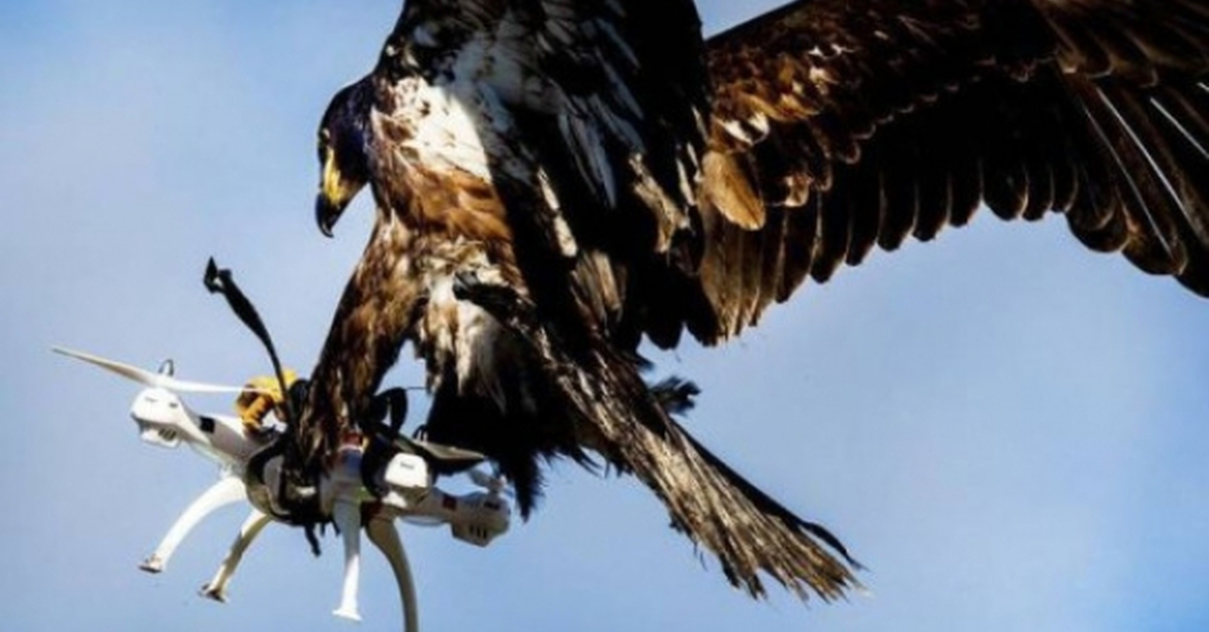 Desarrolla ejército francés un proyecto con águilas para combatir drones
