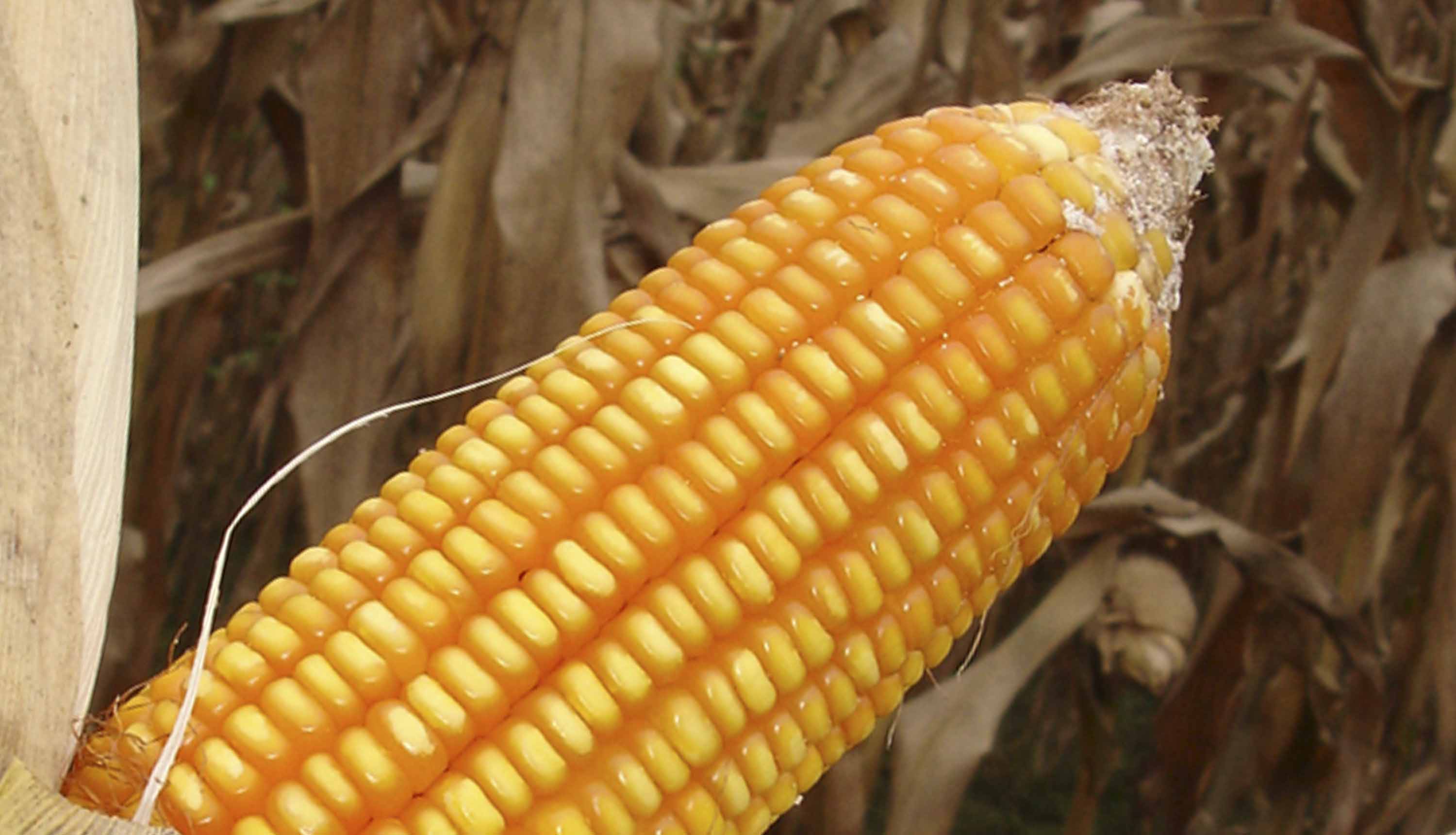 Analiza México cambiar de proveedor de maíz amarillo