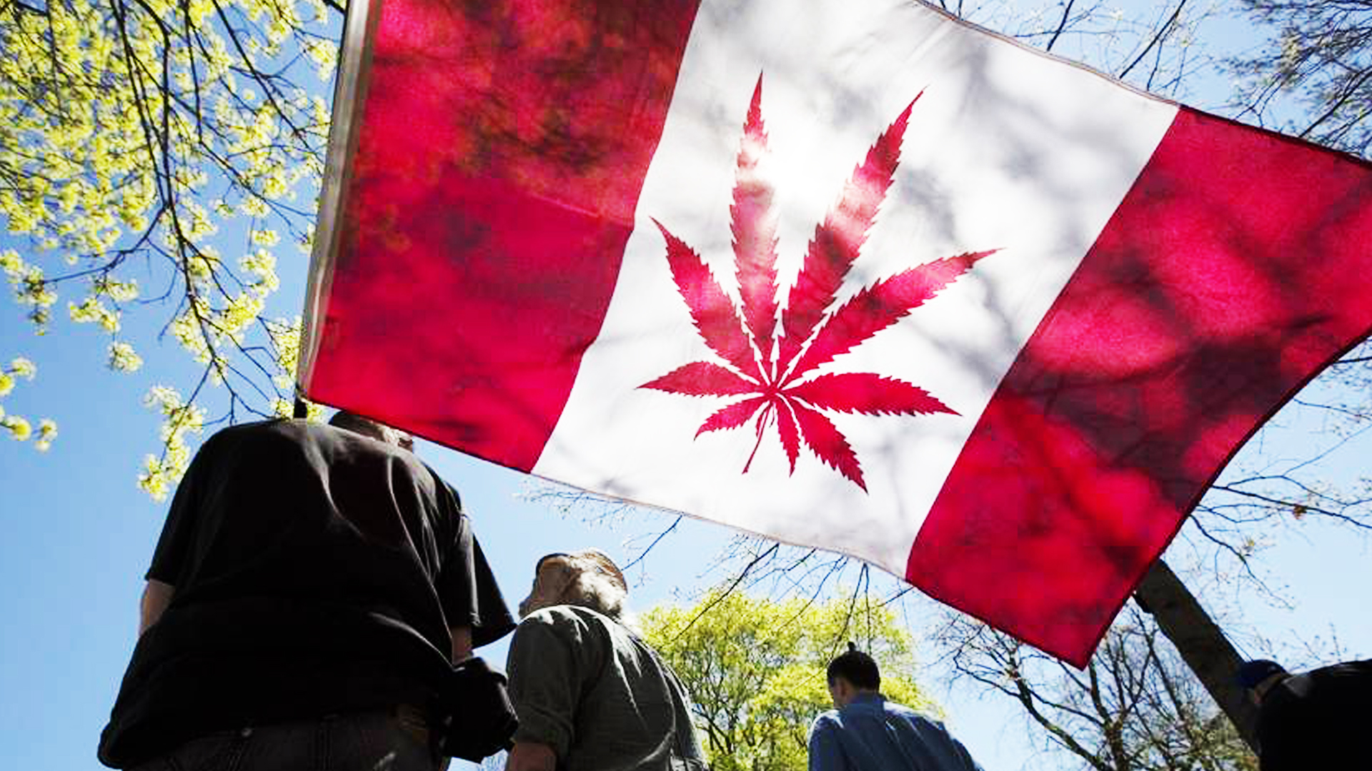 Presentará Canadá proyecto de legalización de marihuana con fines recreativos