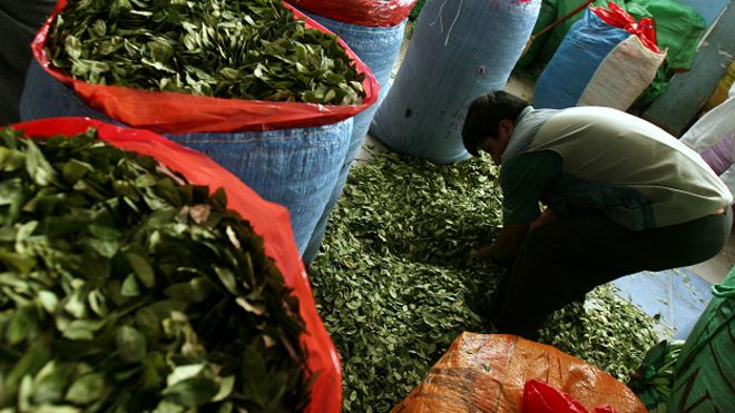 Promulgará Bolivia ley de la Coca para ampliar cultivos legales