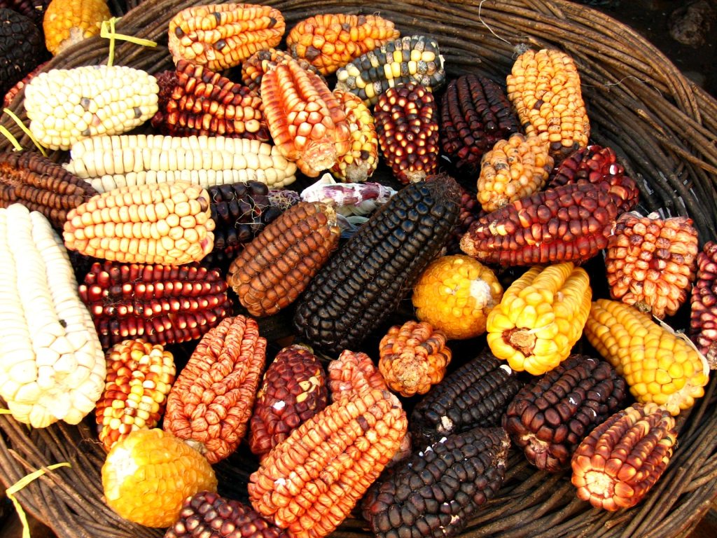 Peligran seis razas de maíz nativo en México