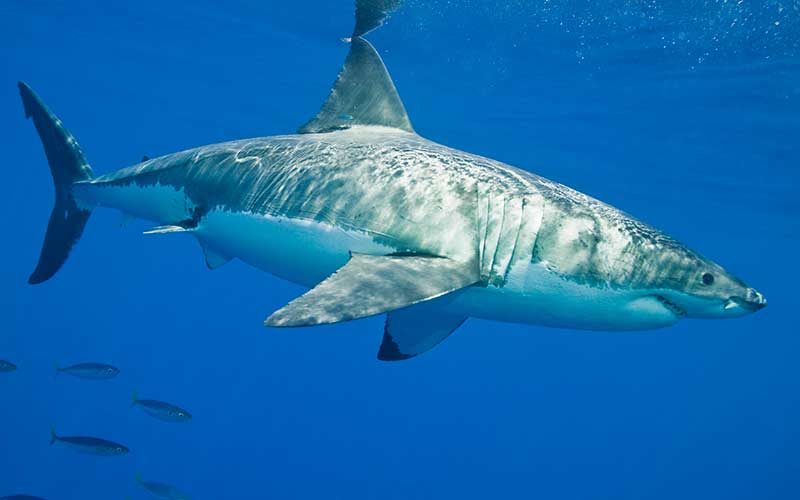 Localizan científicos área para la crianza de tiburón blanco en Baja California