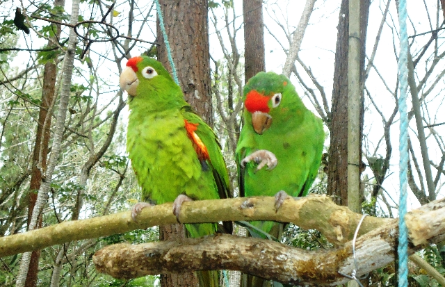 Crean estudiantes de Tamaulipas programa para proteger aves en peligro de extinción
