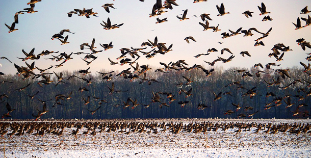 Desciende drásticamente la población de aves migratorias: PNUMA