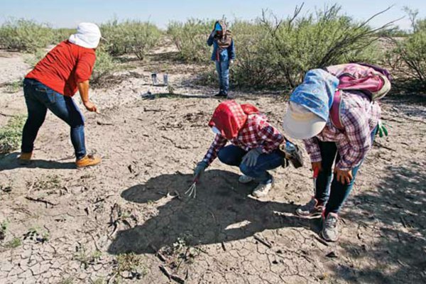 Hallan cementerio clandestino con tres mil fragmentos óseos en Coahuila