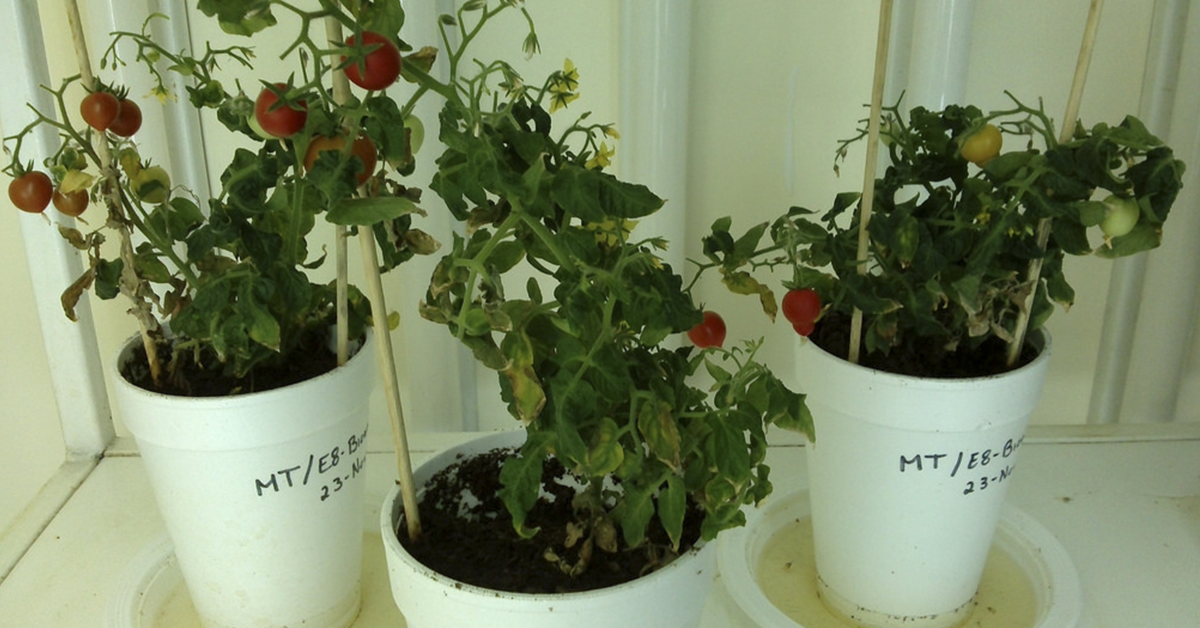Crean científicos sinaloenses tomate transgénico para disminuir hipertensión