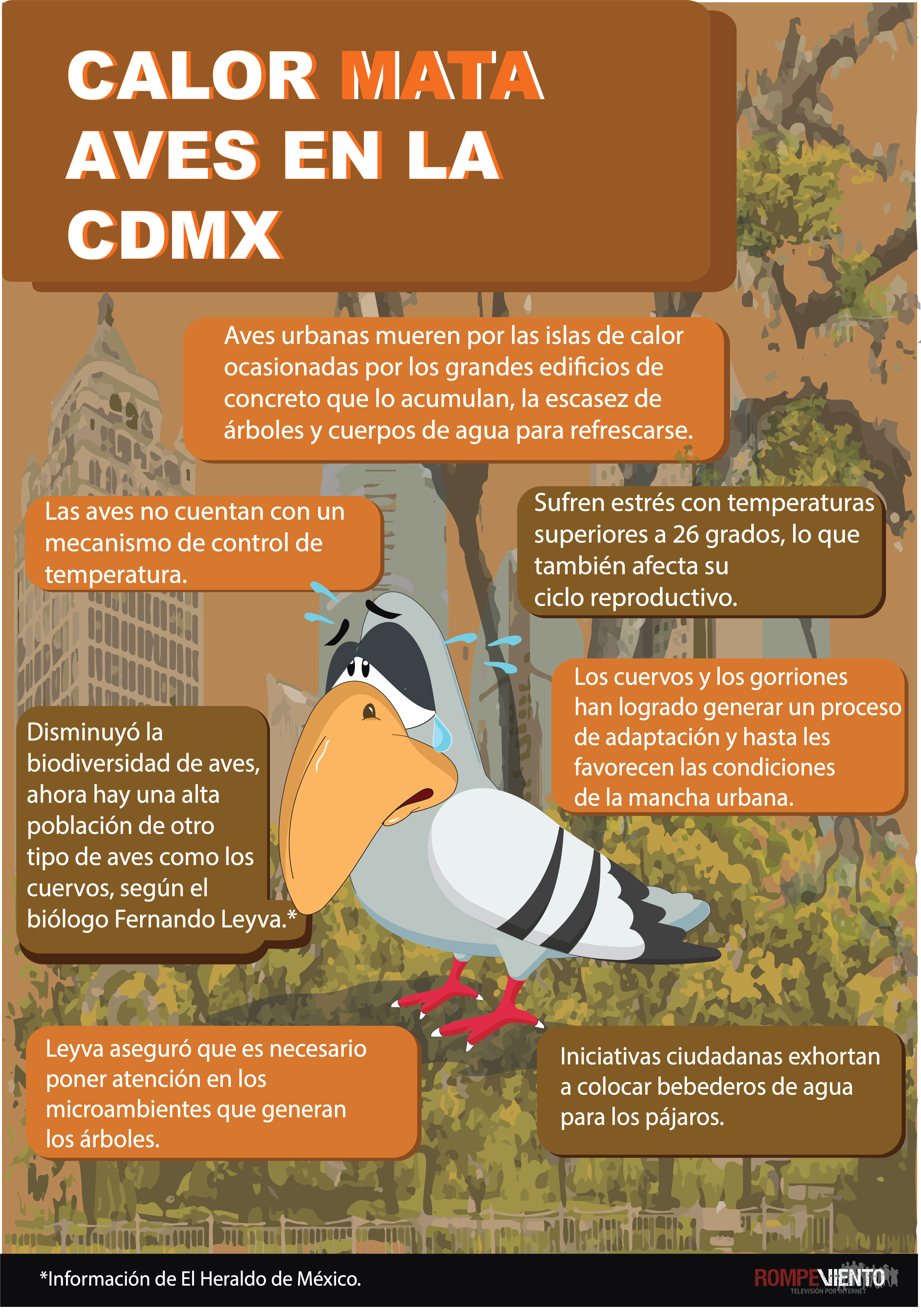 Calor mata aves en la Ciudad de México - Infografía