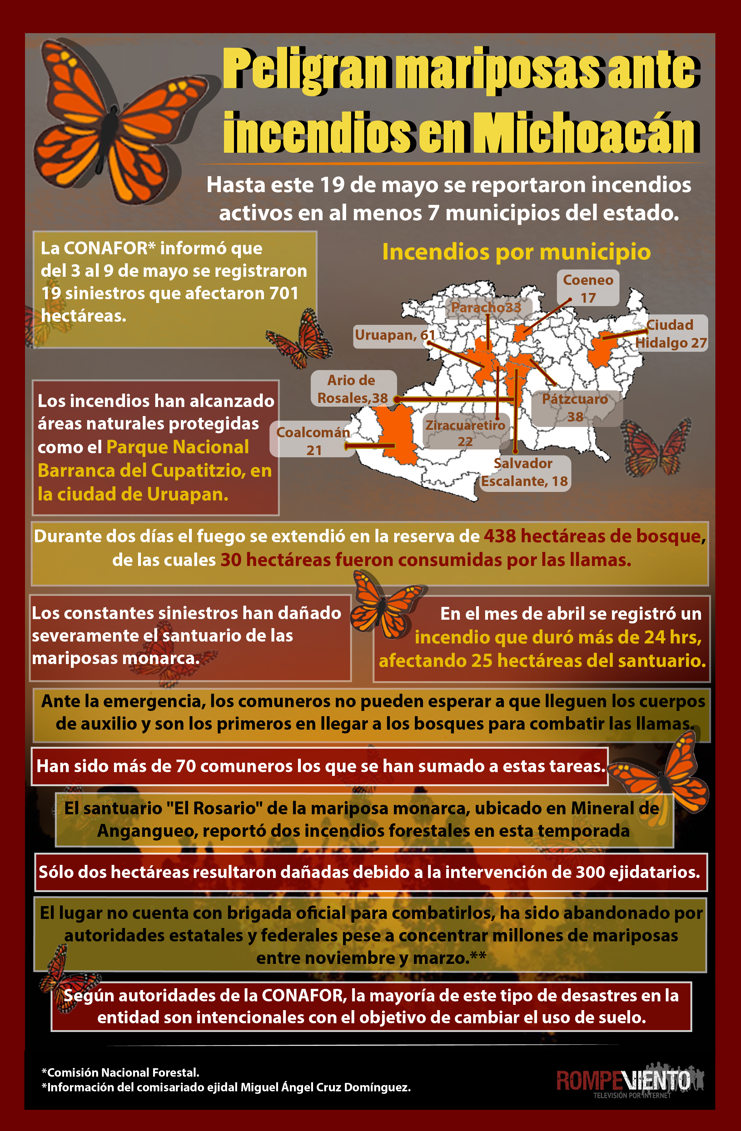 Peligran mariposas ante incendios en Michoacán