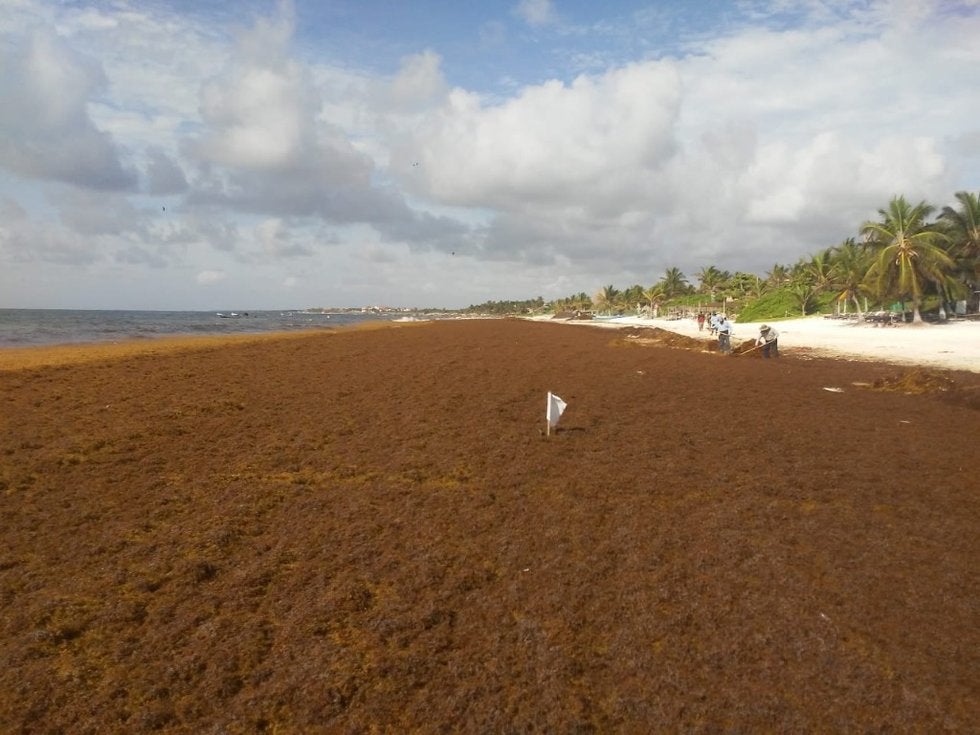 Aumenta la crisis de sargazo en las playas de la Riviera Maya