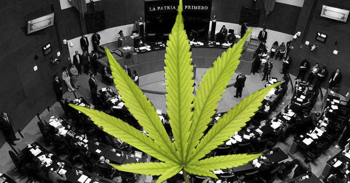 Preparan votaciones en el Senado para legalizar el uso de la marihuana