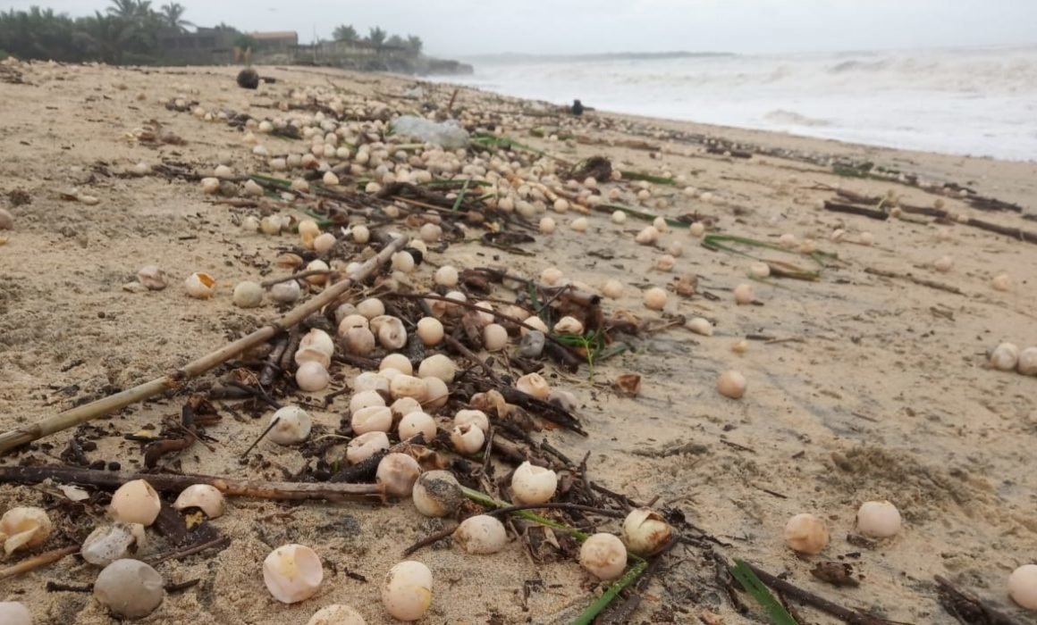 La tormenta tropical Narda destruyó millones de huevos de tortuga en Michoacán