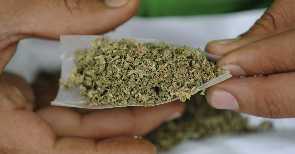 ¿En qué consiste la regulación de la marihuana que propone el Senado?