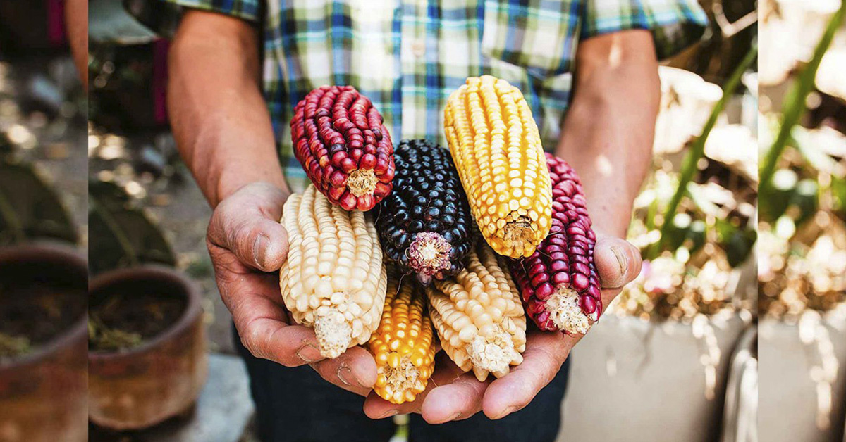 En defensa del maíz nativo