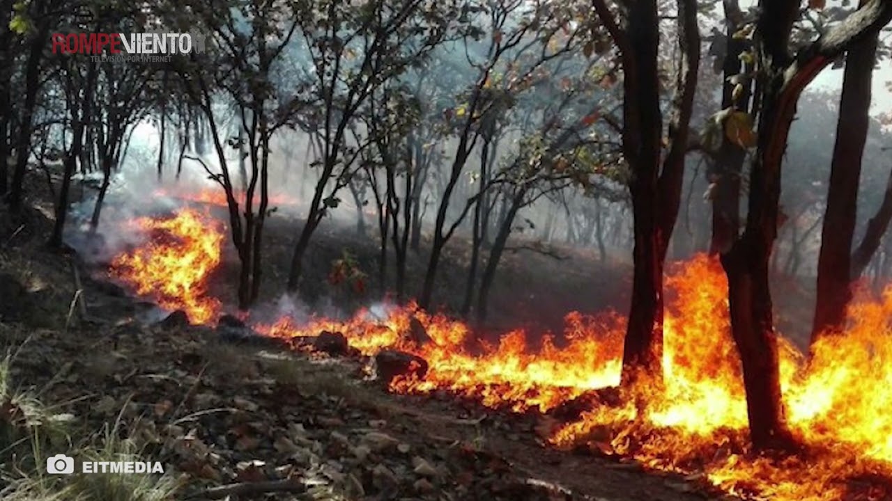 Ocho de los incendios forestales activos se localizan en Áreas Naturales Protegidas: Conafor