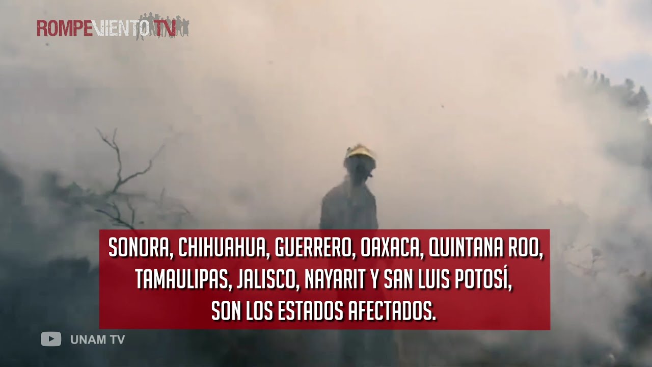 CONAFOR reporta incendios forestales / Lanzan el chatbot "Dr. Armando Vaccuno"
